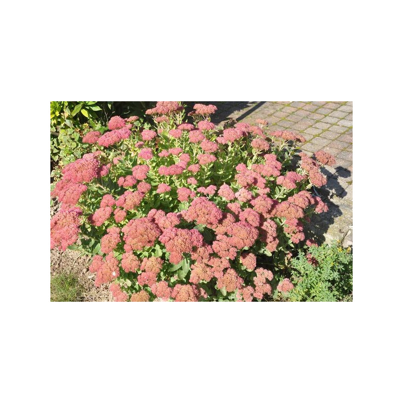 Sedum spectabilis