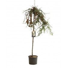 cotoneaster blackburn demi tige 120 cm