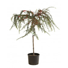 cotoneaster nashan boer en demi tige 80 cm + tête