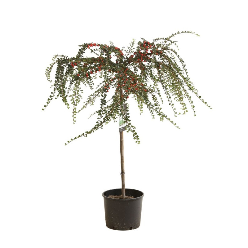 cotoneaster nashan boer en demi tige 80 cm + tête