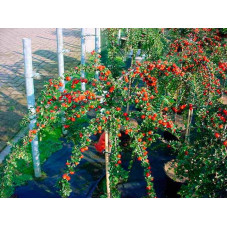 cotoneaster nanshan boer feuilles et baies rouges