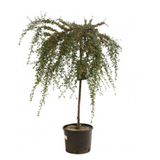 cotoneaster coral beauty demi tige 80 cm + tête