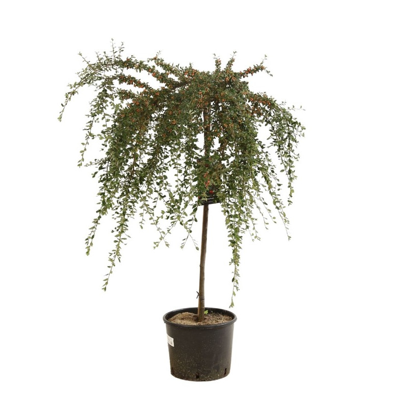 cotoneaster coral beauty demi tige 80 cm + tête