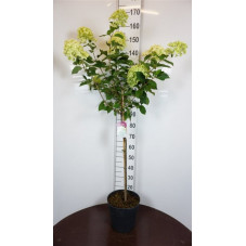 hortensia limelight demi -tige 100 cm