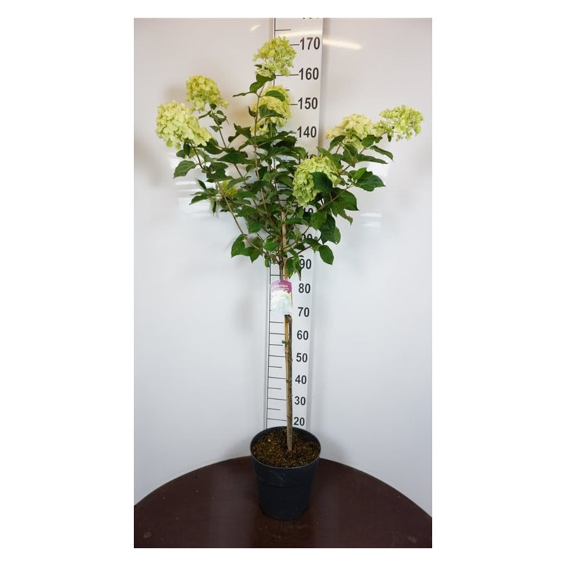 hortensia limelight demi -tige 100 cm