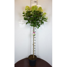 hortensia limelight en demi tige 120 cm + tête