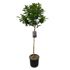 magnolia Susan demi tige 80 cm + tête pot de 15 litres