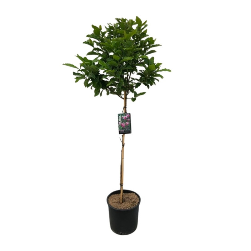 magnolia Susan demi tige 80 cm + tête pot de 15 litres