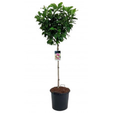 magnolia Susan demi tige 80/100 cm + tête  pot de 30 litres