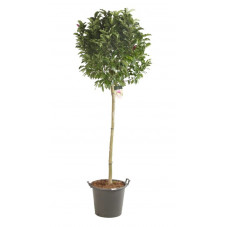 magnolia Susan demi tige 120 cm + tête pot de 50 litres - grosse taille extra