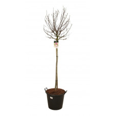 magnolia demi tige Susan extra 125 cm (l'hiver) en pot de 50 litres