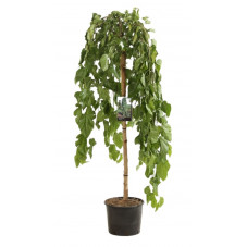 murier blanc pleureur tige 120 cm + tête pot de 30 litres