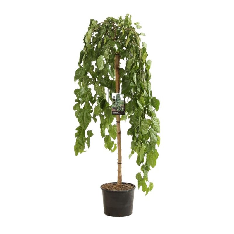 murier blanc pleureur tige 120 cm + tête pot de 30 litres