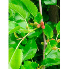 fruits et feuilles du murier blanc pleureur