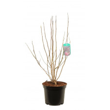 magnolia Susan 60/+ cm en pot de 5 litres