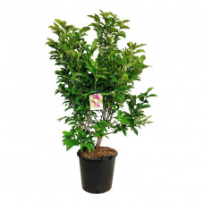 magnolia Susan 125/150 cm grosse touffe pot de 35 litres