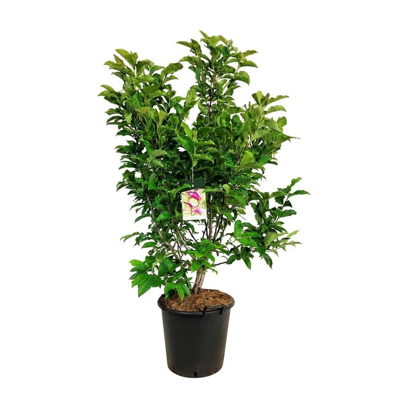 magnolia Susan 125/150 cm grosse touffe pot de 35 litres