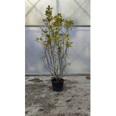 magnolia Susan en cépée 250/275 cm en pot de 50 litres