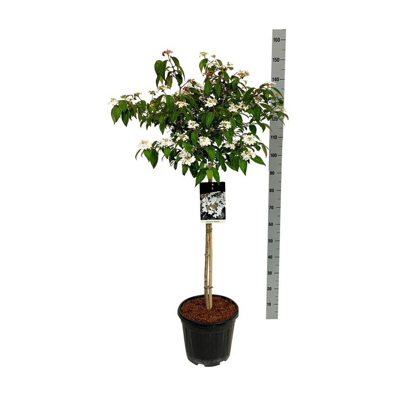 viorne de Chine Watanabe en demi tige 80 cm + tête en pot de 15 litres