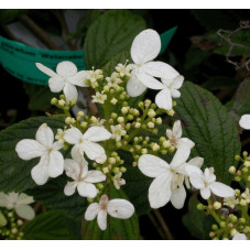 fleurs du viorne Watanabe - floraison blanche de juin en Septembre