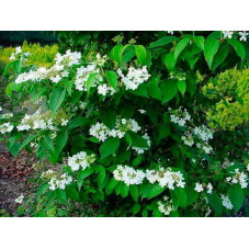 viorne Watanabe feuilles et fleurs