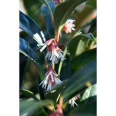 fleurs du sarcococca Winter Gem - floraison en mai juin