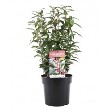 sarcococca Winter Gem en pot de 4 litres 25/30 cm