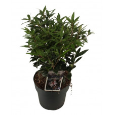 sarcococca Winter Gem en pot de 7.5 litres 30/35 cm