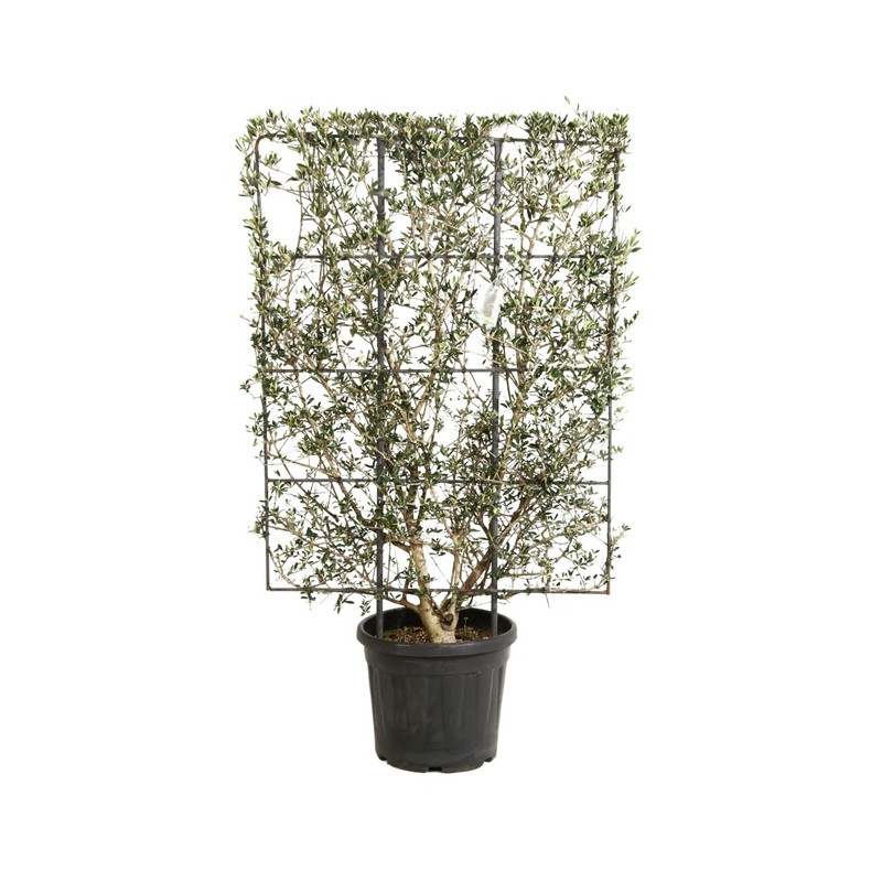 olivier cipressimo en espalier 120 cm x 80 cm en pot de 30 litres olivier cipressimo en espalier 120 cm x 80 cm en pot de 30 litres