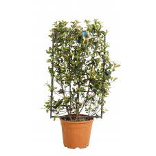 photinia robusta compacta en espalier hauteur 90 cm largeur 50 cm en pot de 18 litres