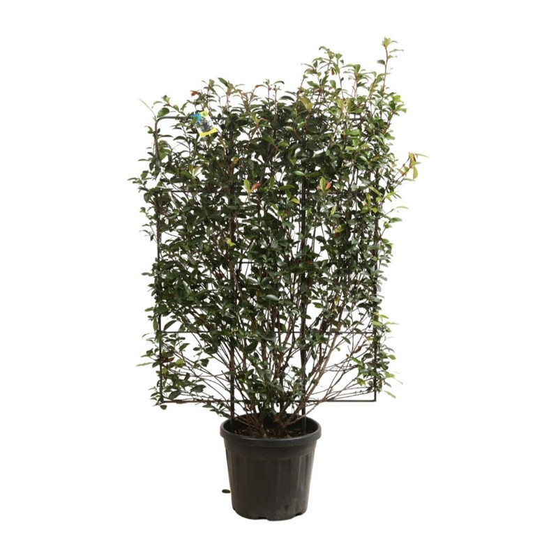 photinia fraseri robusta compacta en espalier hauteur 120 cm largeur 80 cm en pot de 30 litres