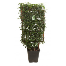 laurier du Portugal Brenelia espalier hauteur 90 cm largeur 50 cm pot de 18 litres