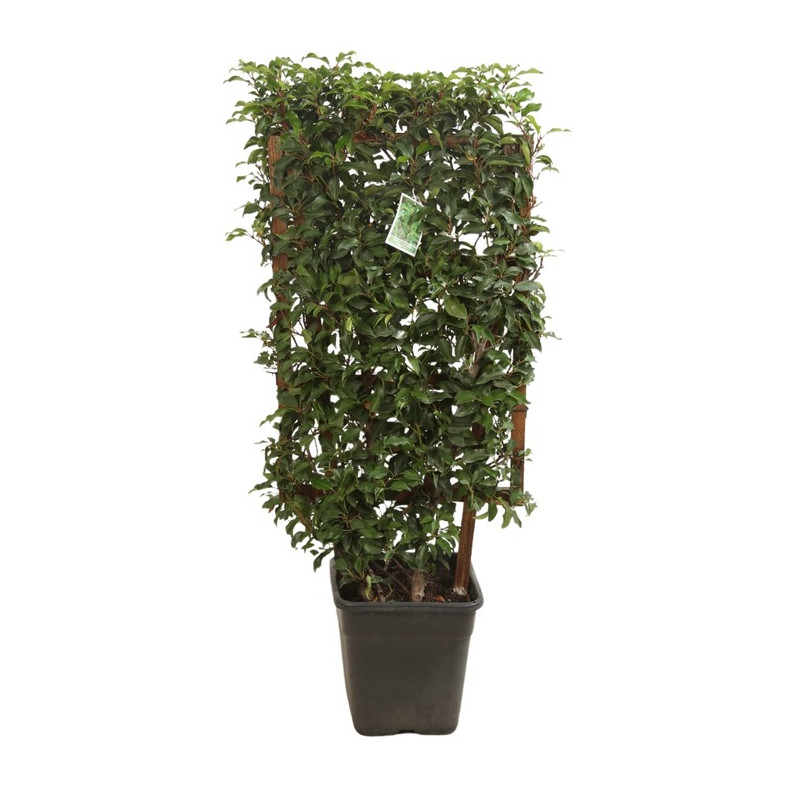 laurier du Portugal Brenelia espalier hauteur 90 cm largeur 50 cm pot de 18 litres laurier du Portugal Brenelia espalier hauteur 90 cm largeur 50 cm pot de 18 litres