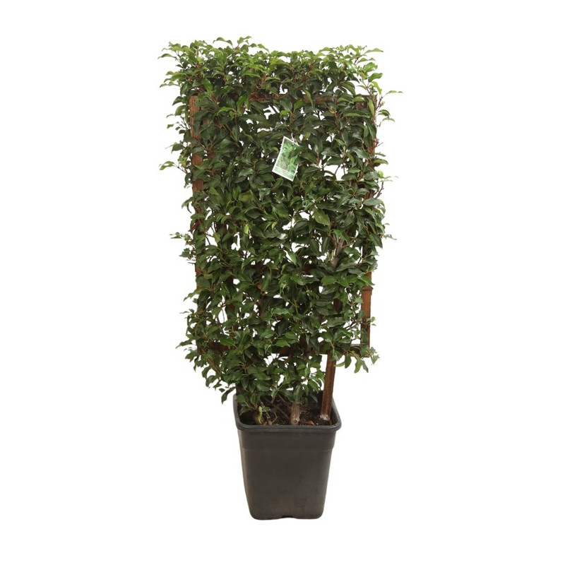 laurier du Portugal Brenelia espalier hauteur 90 cm largeur 50 cm pot de 18 litres