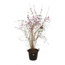 callicarpe - arbuste aux bonbons - grosse taille 150 cm  pot de 50 litres (en fleurs)