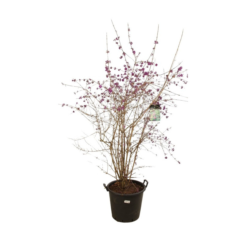 callicarpe - arbuste aux bonbons - grosse taille 150 cm  pot de 50 litres (en fleurs)