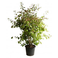 callicarpa - arbuste aux bonbons - grosse taille 150 cm  pot de 50 litres (en feuilles)