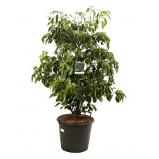 cornouiller des pagodes - cornus contreversa grosse taille 150 cm en pot de 50 litres