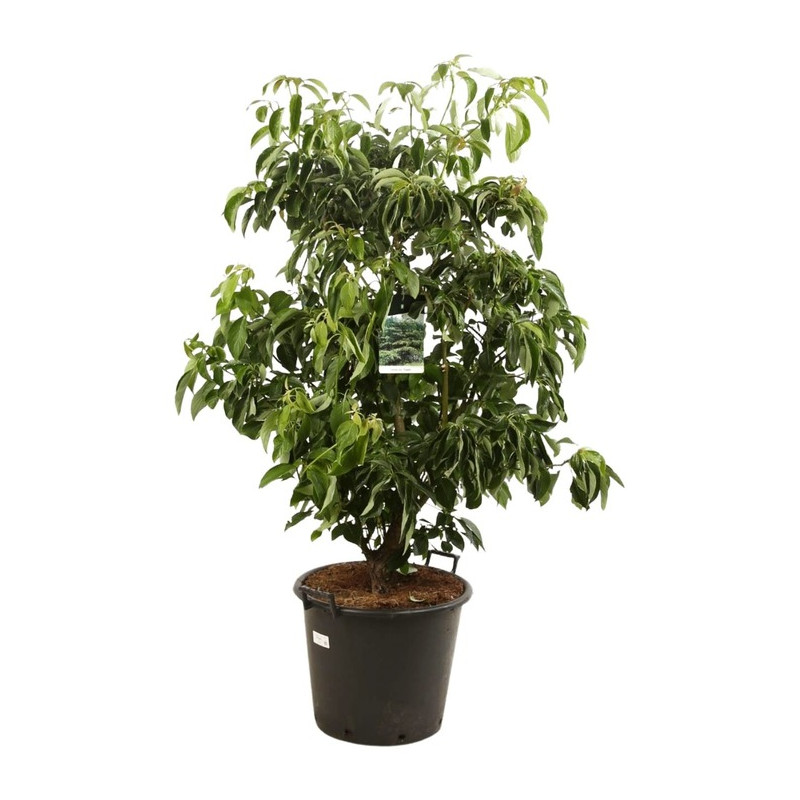 cornouiller des pagodes - cornus contreversa grosse taille 150 cm en pot de 50 litres