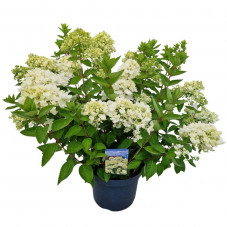 Hortensia Paniculé Bombshell fleuri en pot de 7.5 litres