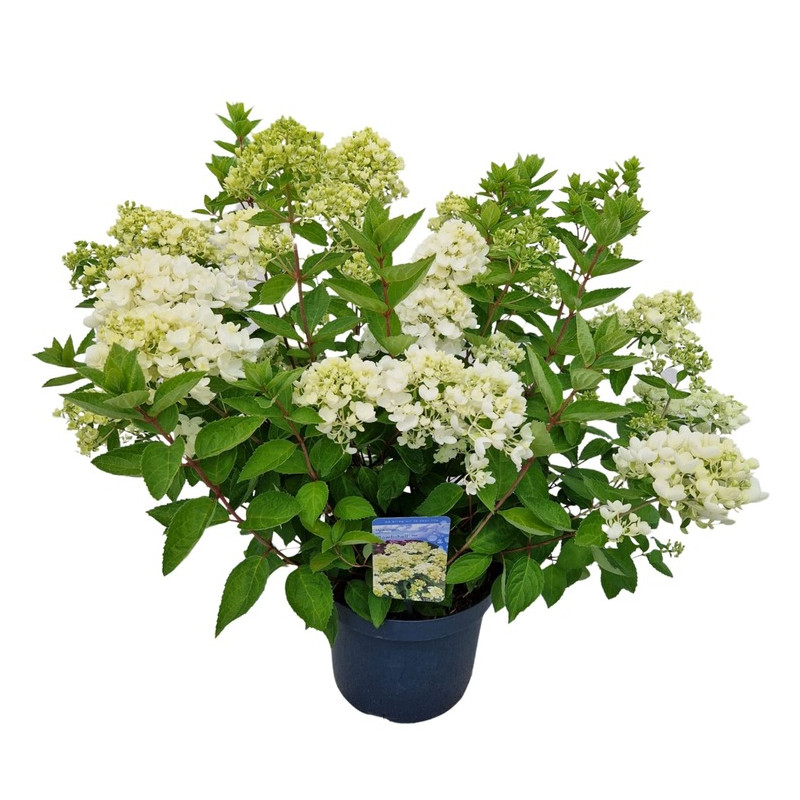 Hortensia Paniculé Bombshell fleuri en pot de 7.5 litres Hortensia Paniculé Bombshell fleuri en pot de 7.5 litres