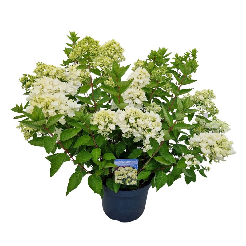 Hortensia Paniculé Bombshell fleuri en pot de 7.5 litres