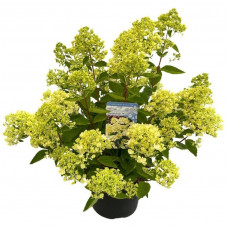 hortensia Paniculé Bombshell en pot de 5 litres en fleurs