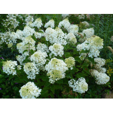 fleurs de l'hortensia paniculé Bombshell - floraison de juin à septembre