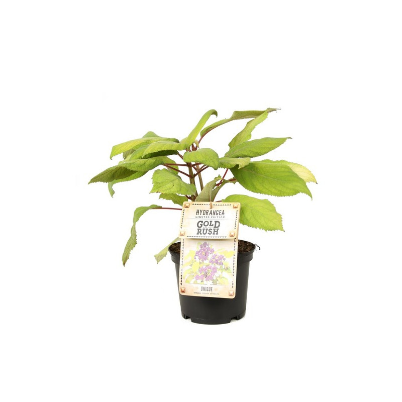 hortensia sargentiana Goldrush en pot de 3 litres hortensia sargentiana Goldrush en pot de 3 litres