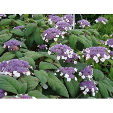 fleurs de l'hortensia sargentiana Goldrush - floraison de juillet à septembre