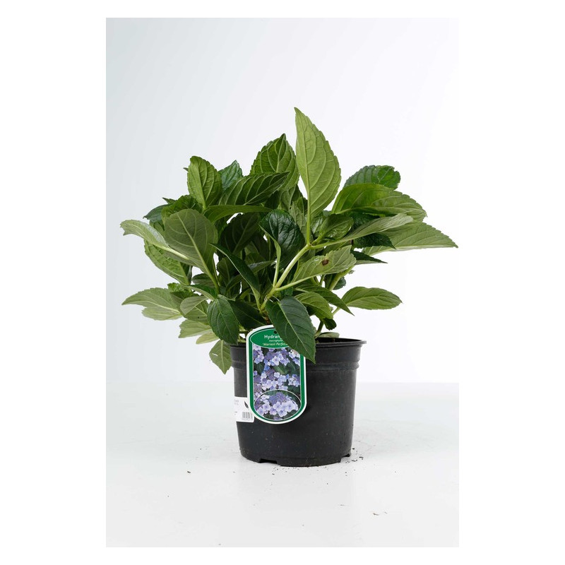 hortensia mariesii perfecta en pot de 3 litres