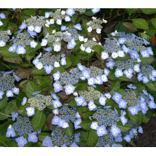 fleurs de l'hortensia mariesii perfecta - floraison estivale de juillet à septembre