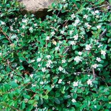 cotoneaster damneri Major feuilles et fleurs