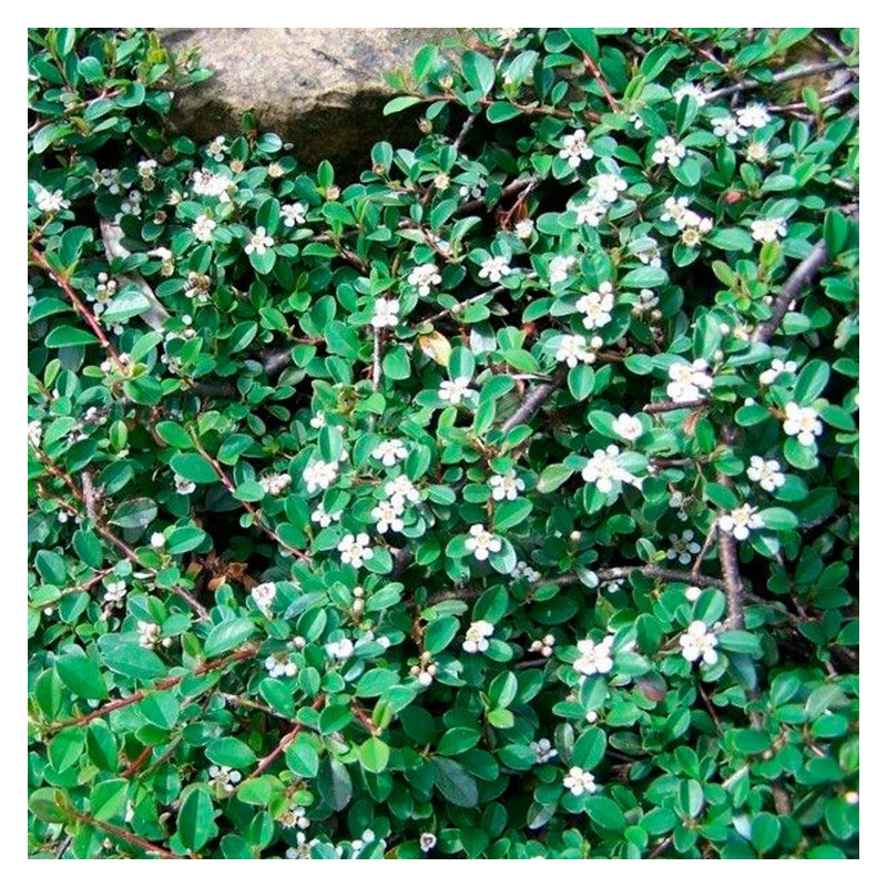 cotoneaster damneri Major feuilles et fleurs